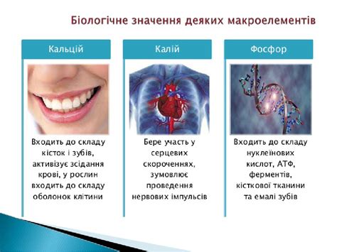 Презентація "Хімічний склад клітини"