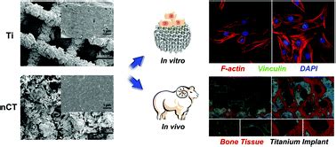 Involvement Of Fak Mediated Bmp Smad Pathway In Mediating Osteoblast