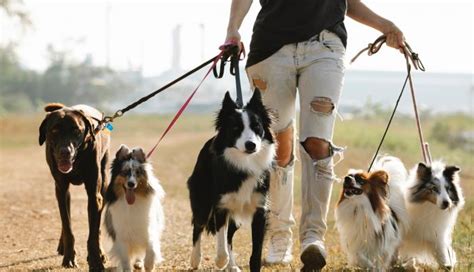 Sacar a pasear al perro también tiene sus trucos