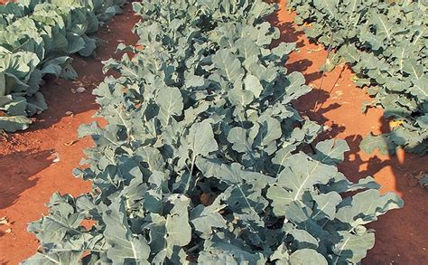 How To Fertilise A Crop Correctly