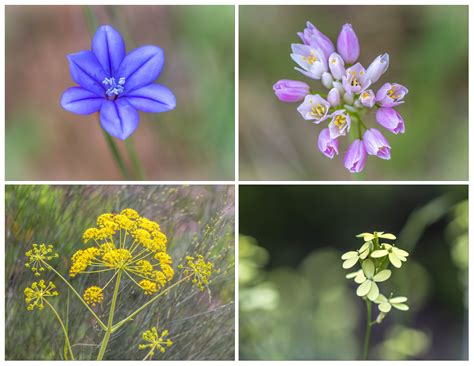 Wildflowers Archives Andrews Walks