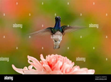 Face Portrait Of Hummingbird Flying Blue And White Hummingbird White