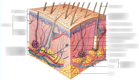 BIO 171 Components Of The Integumentary System Diagram Diagram Quizlet