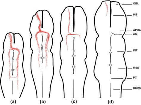Schematic Line Drawings Illustrating The Extension Of The Ebos In