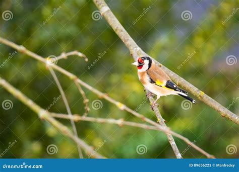 European Goldfinch Sitting on the Branch of a Tree Stock Image - Image