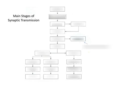 Multiple Choice TEST Or Match Main Stages Of Synaptic Transmission