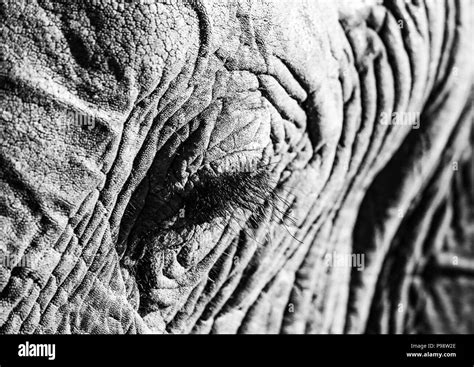 Details of the head of an elephant Stock Photo - Alamy