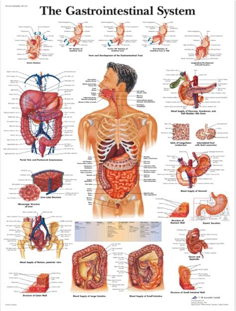 Anatomía MedlinePlus En Español