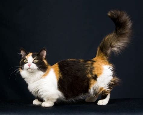 10 Unique Cat Breeds: Most Unusual-Looking Cats