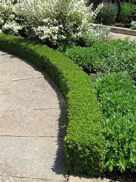 Green Velvet Boxwood Buxus Green Velvet At Tlc Garden Centers Artofit