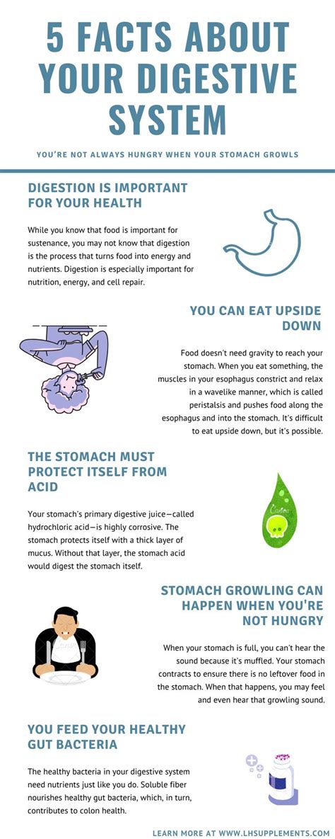 Here Are 5 Facts About Your Digestive System Digestive System