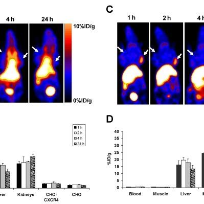 Representative Coronal PET Images Of An Athymic Nude Mouse Bearing