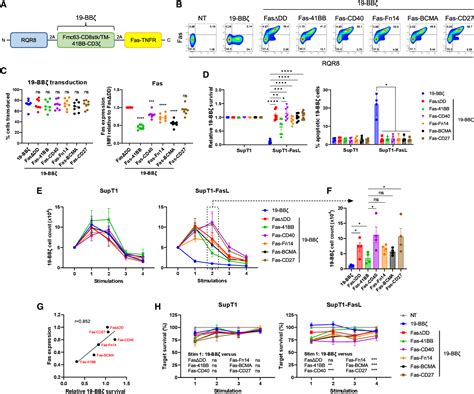 Pdf Novel Fas Tnfr Chimeras That Prevent Fas Ligand Mediated Kill And