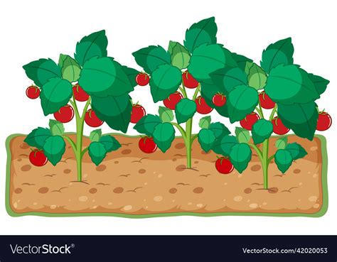 Tomato plant growing with soil cartoon Royalty Free Vector