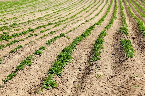 Campo agrícola donde se cultivan variedades de cría de plantas de papa