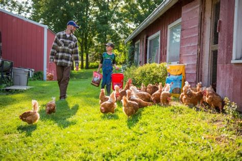 8 Common Myths About Raising Backyard Poultry - Pioneerthinking.com