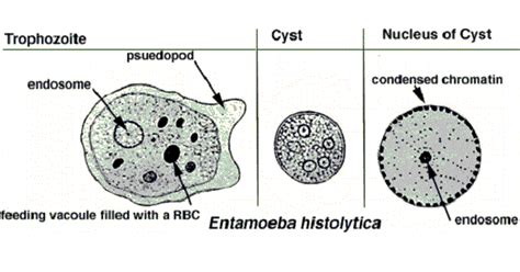 Entamoeba Histolytica Diagnosis And Treatment New