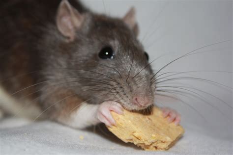Ratten?! Schatten natuurlijk! | HefaistosHefaistos