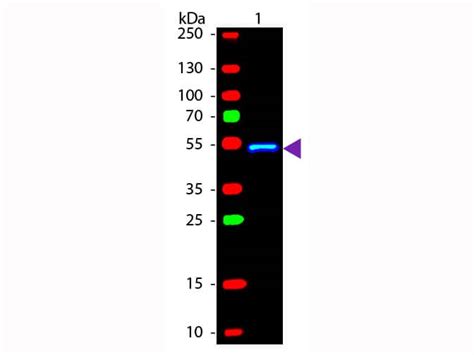 Rabbit Anti Mouse IgG1 Heavy Chain Secondary Antibody FITC NBP1