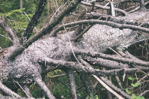 Autumn Trees With Naked Branches Vintage Film Look Stock Photo