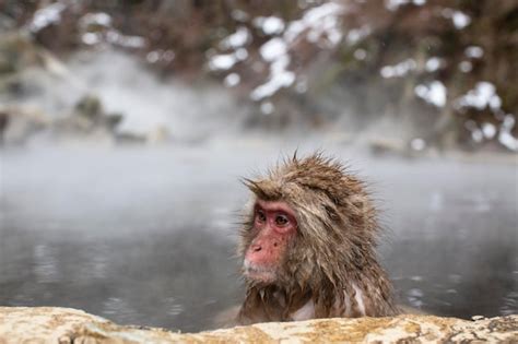 Premium Photo Snow Monkeys In Hot Spring Water Japan