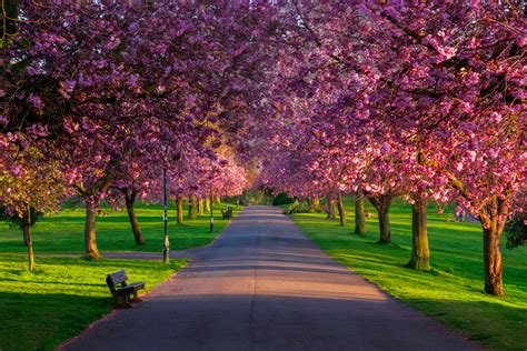 9 Best Places To See Cherry Blossom In The UK In 2023