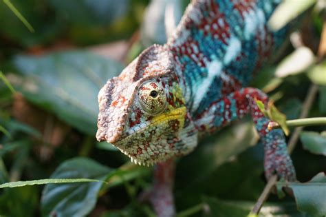 Chameleon Lizard - Free photo on Pixabay - Pixabay