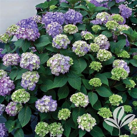 Bloomstruck Hydrangea for Sale at The Grass Pad