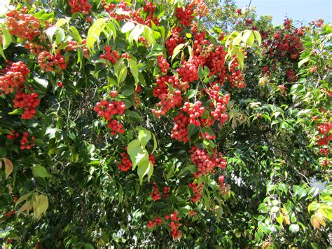 Syzygium luehmannii”Riberry” - Paten Park Native Nursery