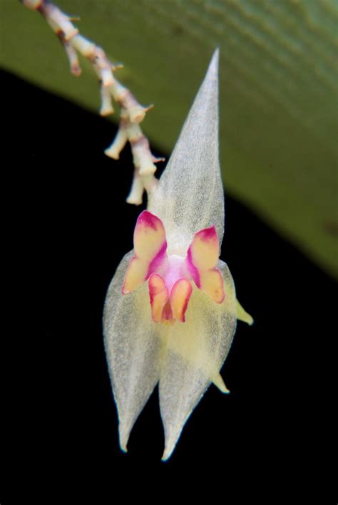 Lepanthes Dunstervilleorum Wiel Driessen Flickr