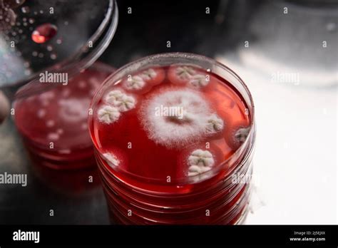 Study Of Mold And Bacteria In A Petri Dish With Red Agar Mold Spores