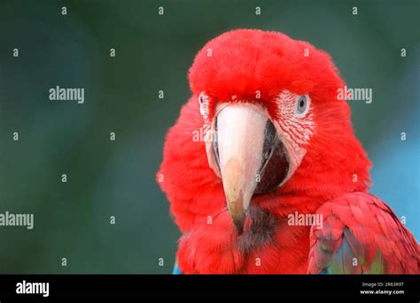 Green Winged Macaw Ara Chloroptera Stock Photo Alamy