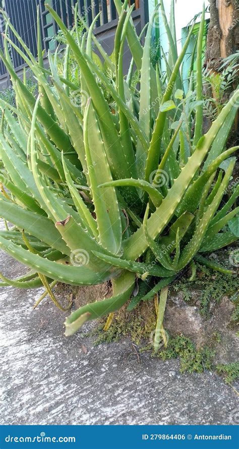 A Collection Of Green Aloe Vera In The Garden Stock Photo Image Of