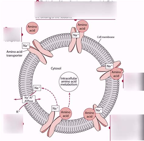 Sodium Dependent Transport Of An Amino Acid Into A Cell Diagram Quizlet