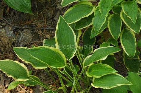 P00 Hosta Richland White Edge From The Hosta Helper Presented By