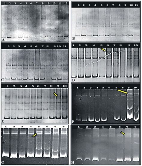 Fig A Sscp Analysis Of Pcr Amplicons Of Rat P53 Gene Exons 5 Shows