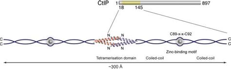 CtIP Tetramer Assembly Is Required For DNA End Resection And Repair