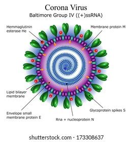 Diagram Herpes Simplex Virus Particle Structure