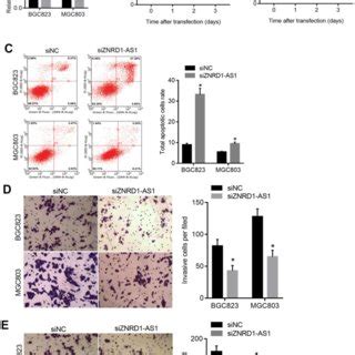 ZNRD1 AS1 Knockdown Suppresses Tumor Growth And Pulmonary Metastasis In