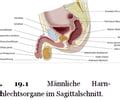 Aufbau Und Funktion Des Urogenitalsystems Lage Und Aufbau Der