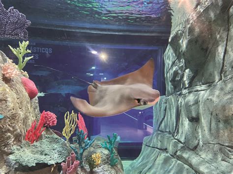 Conoce El Acuario Michin En CDMX Horarios Precio Y Todo Lo Que Debes