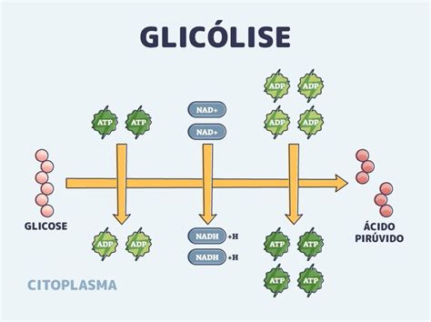 Fase Preparatória Da Glicólise - Diagrama Detalhado Da Respiracao Celular Álbumes 101+ Foto