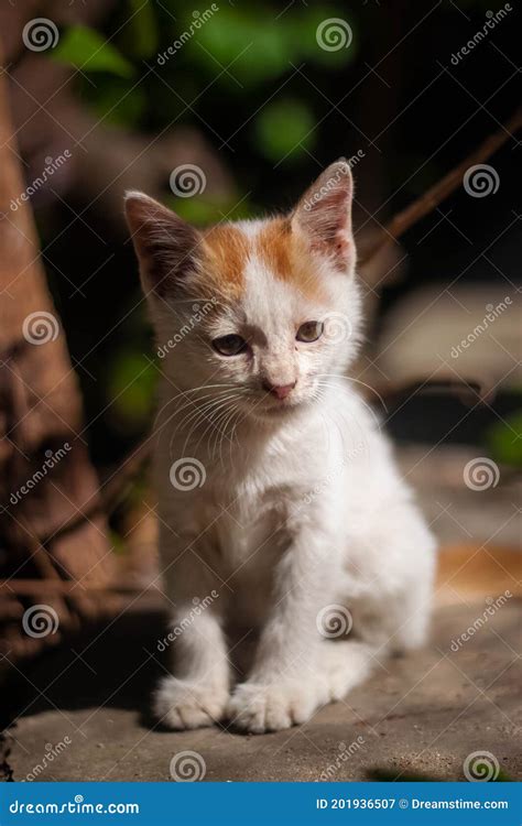 Gatinho Sentado Numa Pedra Imagem De Stock Imagem De Assento 201936507