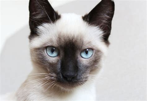 Sophisticated Siamese What You Need To Know About Siamese Cats