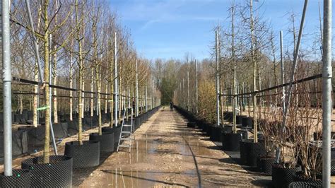 Trudo Vertical Forest La Selezione Degli Alberi Alla Van Den Berk