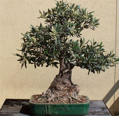 49 Potare Bonsai Ficus Full Hobby Plan