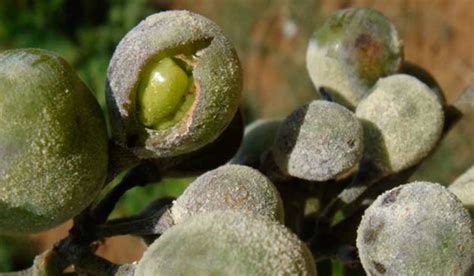 Oïdium De La Vigne Amaroc Agro