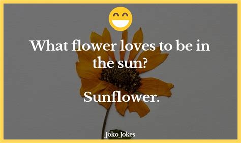 7 Sunflower Jokes And Funny Puns Jokojokes