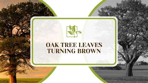 Oak Tree Leaves Turning Brown Main Causes And Fixes