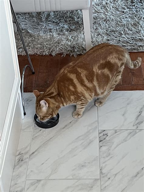 I feed my cat milk every morning, should I stop? : r/cats